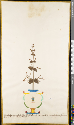 LE 01052707