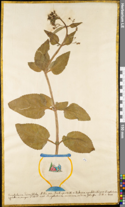 LE 01052712
