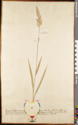 LE 01052726