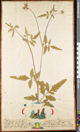 LE 01052739