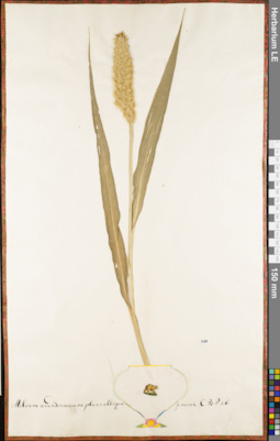 LE 01052744