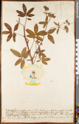 LE 01052755