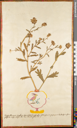 LE 01052884