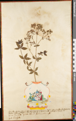 LE 01052888