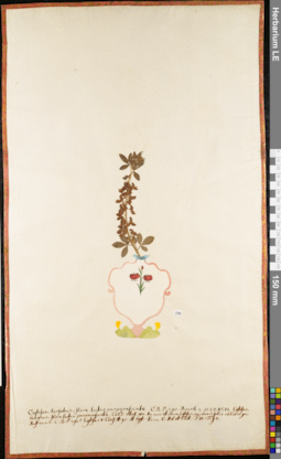 LE 01052918
