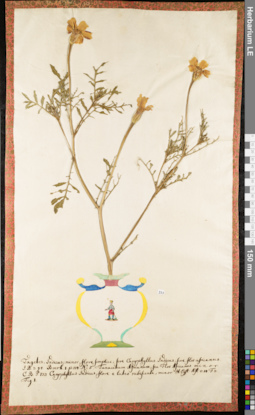 LE 01052959