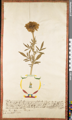 LE 01052960