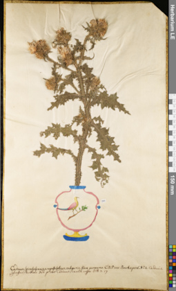 LE 01052967