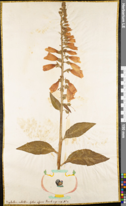 LE 01062526