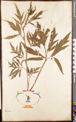 LE 01062534