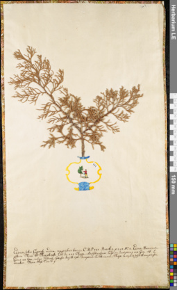LE 01062536