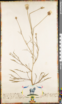 LE 01062617