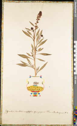 LE 01062629