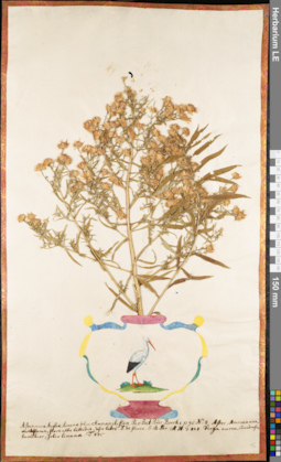 LE 01062635