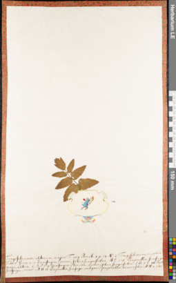 LE 01062659