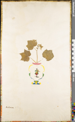LE 01062678