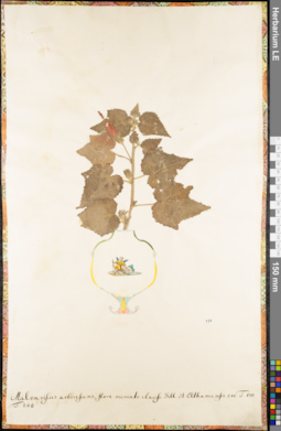 LE 01062680
