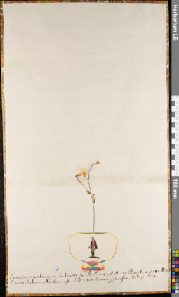 LE 01062681
