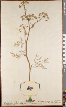 LE 01062697
