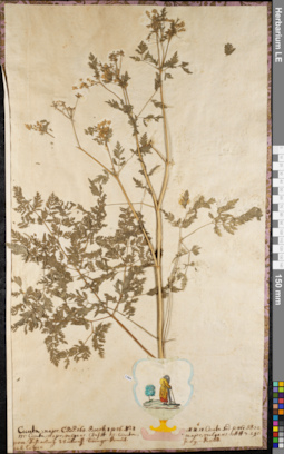 LE 01062750