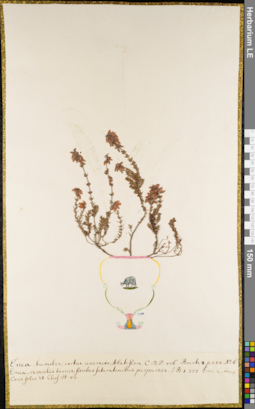 LE 01062752