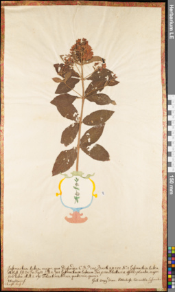 LE 01062817