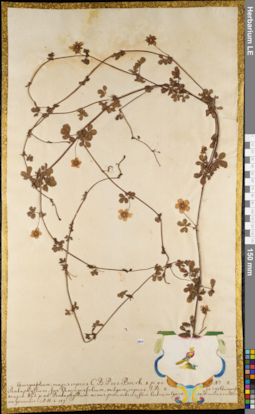 LE 01062944