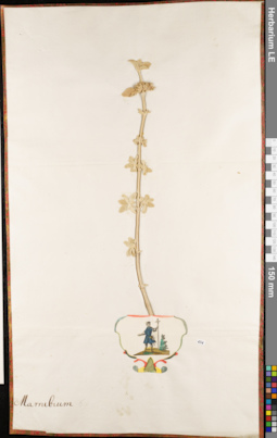 LE 01063077