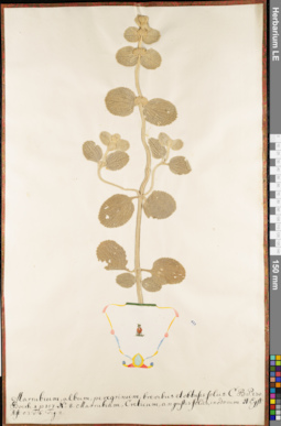 LE 01063082