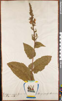 LE 01063086