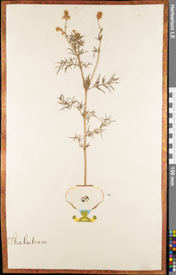 LE 01084017