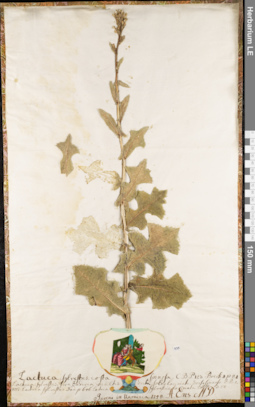 LE 01084065
