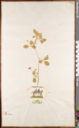 LE 01084106
