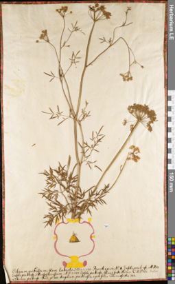 LE 01084197