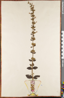 LE 01084299