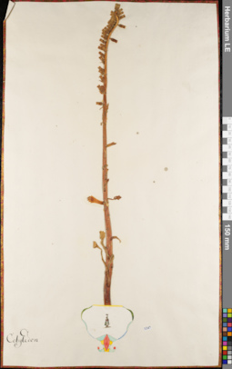 LE 01084376