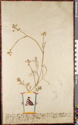 LE 01084386
