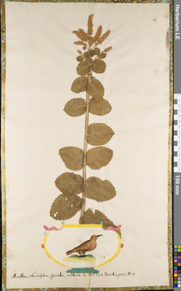 LE 01084464