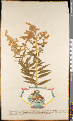 LE 01084481