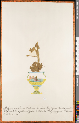 LE 01084694