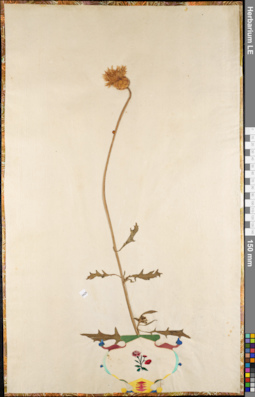 LE 01084853