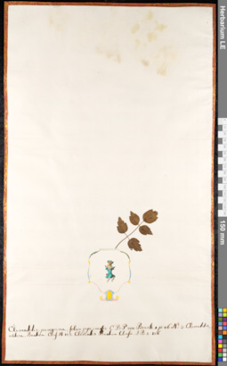 LE 01091052