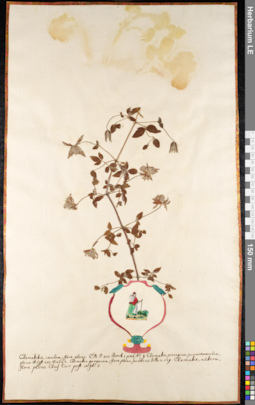 LE 01091056