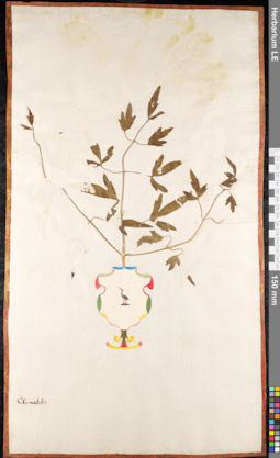 LE 01091059