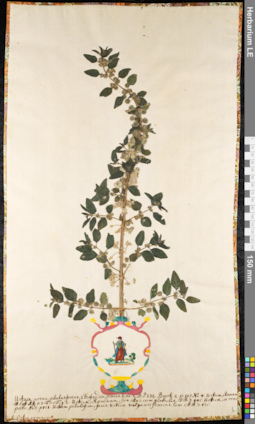 LE 01091148