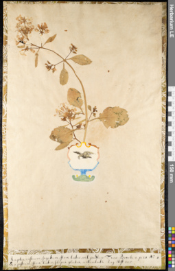 LE 01091180