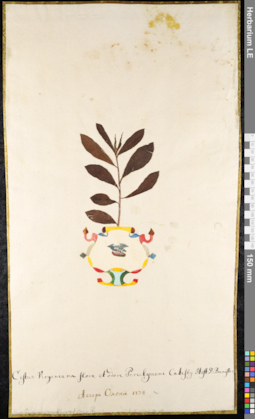 LE 01091211