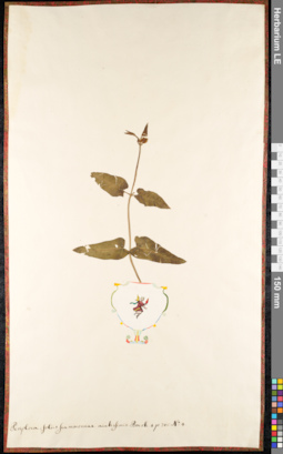 LE 01091238