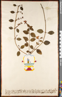 LE 01091242
