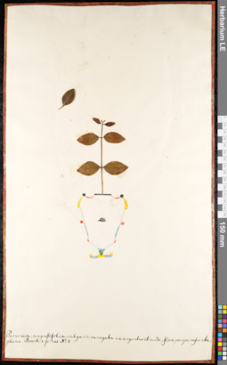 LE 01091243